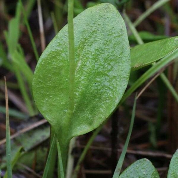 Ophioglossum vulgatum 葉