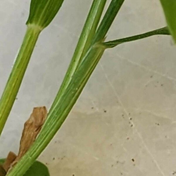 Digitaria ciliaris 樹皮