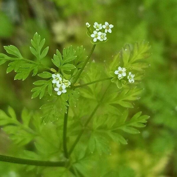 Chaerophyllum tainturieri Virág