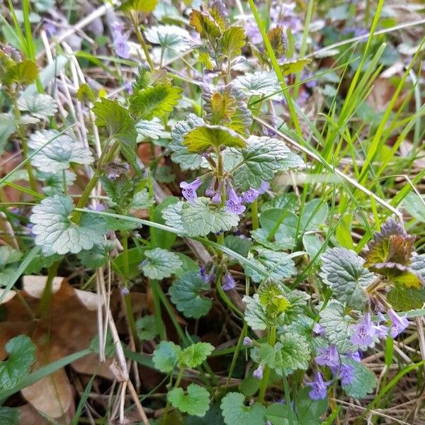 Glechoma hederacea Liść