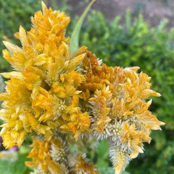 Celosia argentea Žiedas