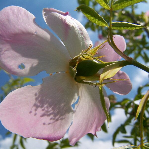 Rosa canina Flower