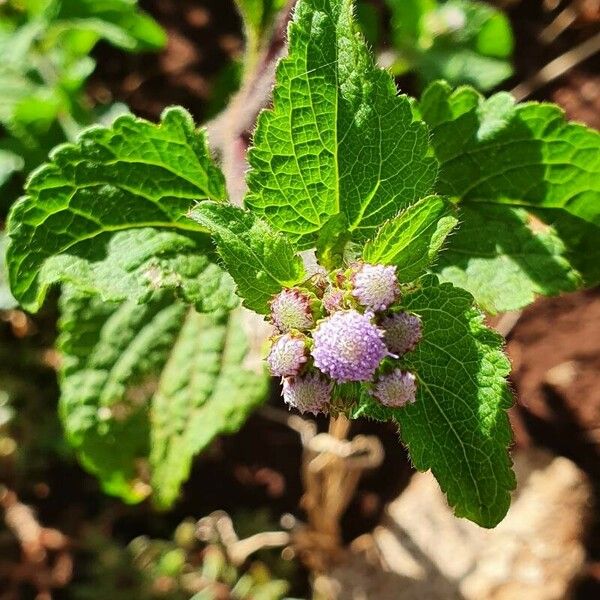 Ageratum conyzoides Floro