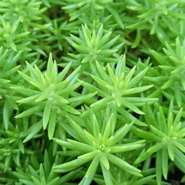 Sedum mexicanum Yaprak