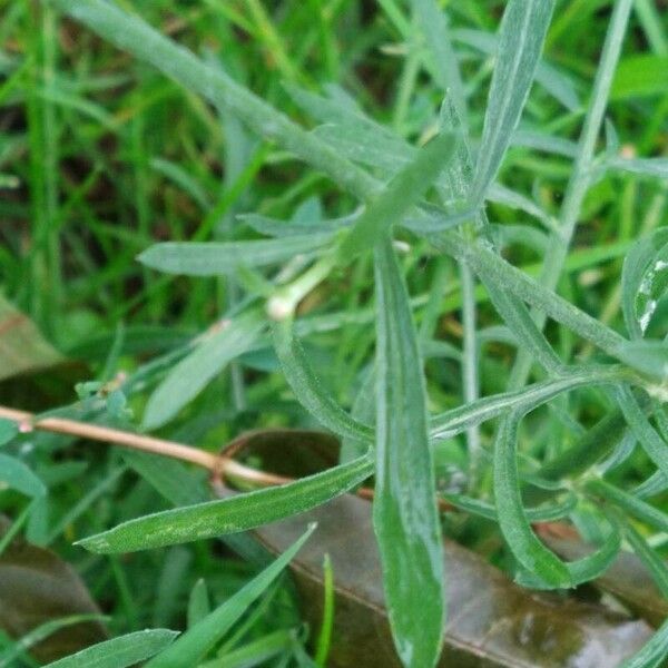 Centaurea stoebe Лист