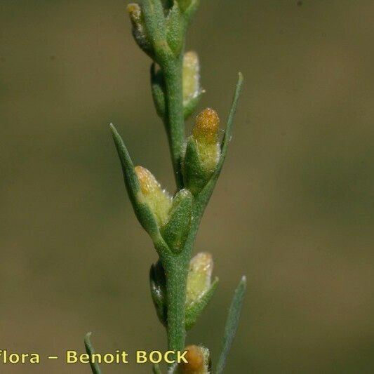 Thymelaea passerina Fruit