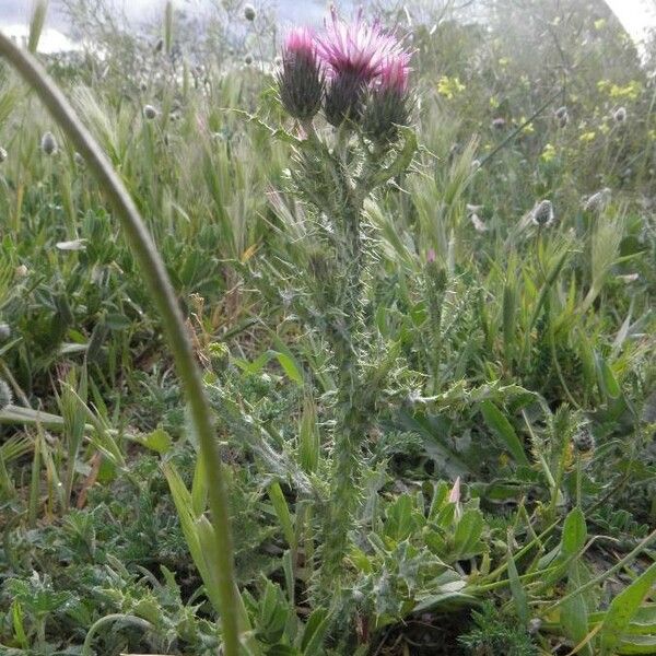 Carduus tenuiflorus Hàbitat