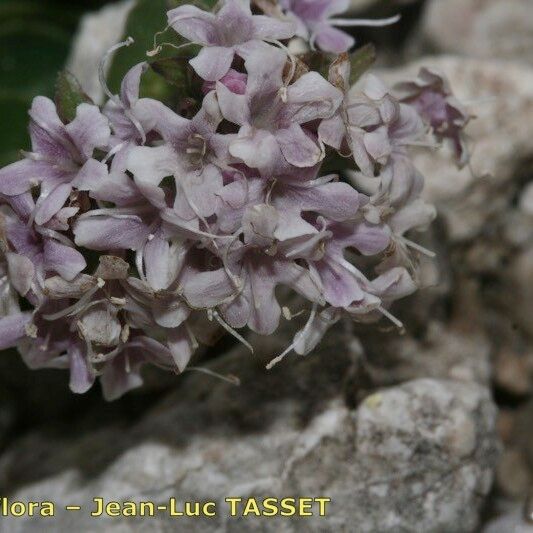 Valeriana supina Flower