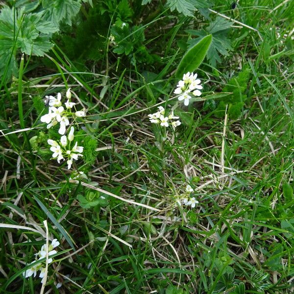 Arabidopsis halleri Habit