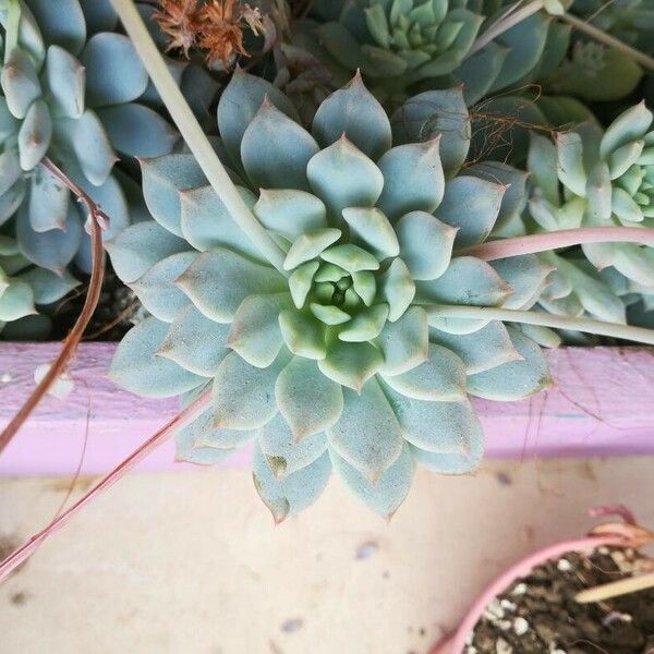 Graptopetalum macdougallii Leaf