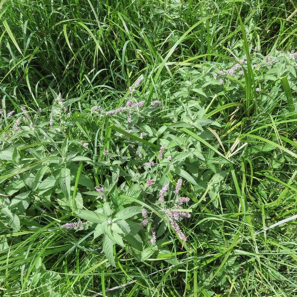 Mentha longifolia Habit