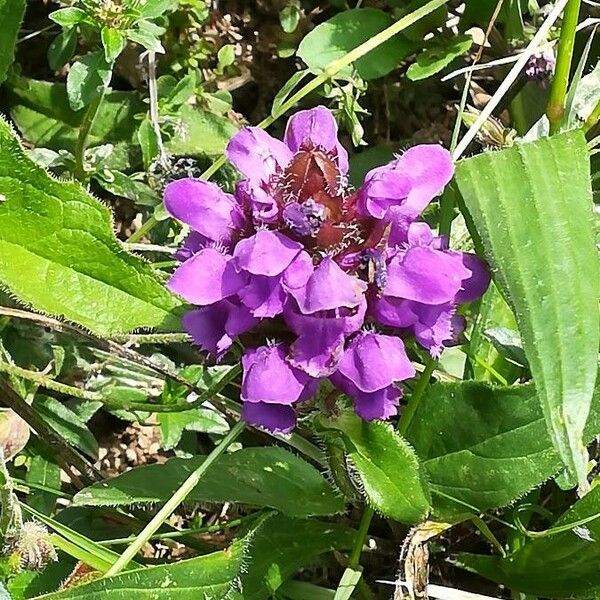 Prunella grandiflora Çiçek