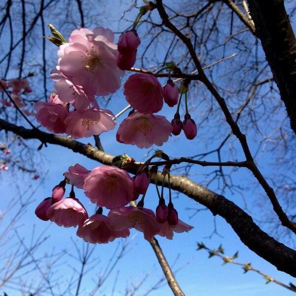 Prunus serrulata Virág