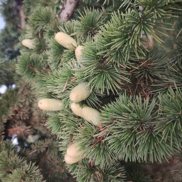 Cedrus libani Ліст