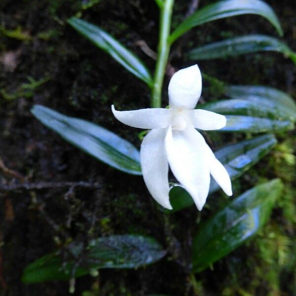 Angraecum ramosum Цветок