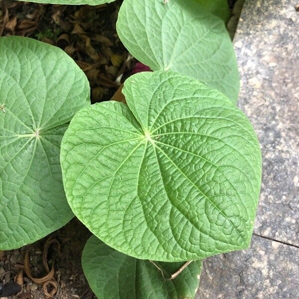 Piper umbellatum Leht