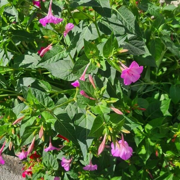 Mirabilis jalapa Цвят