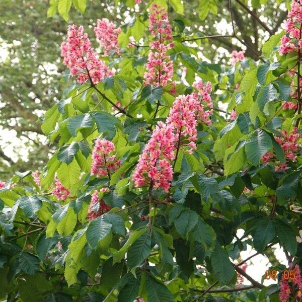 Aesculus pavia Blatt