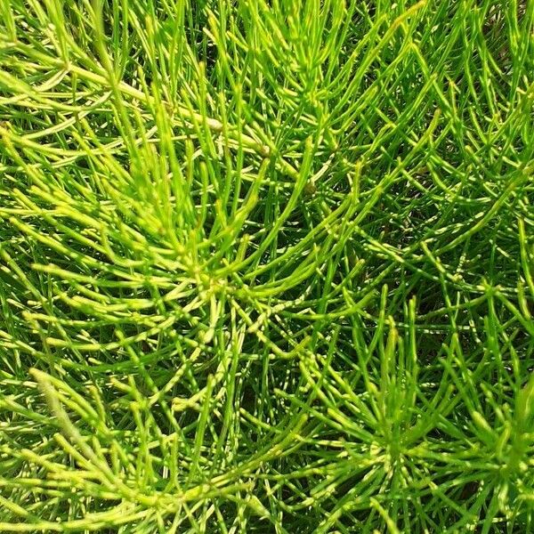 Equisetum arvense Fuelha