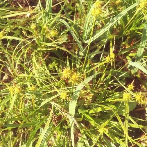 Carex flava Flower