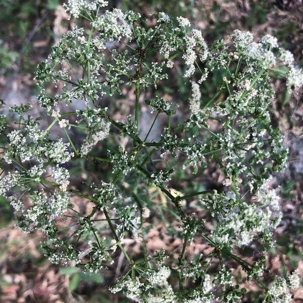 Conium maculatum Flower