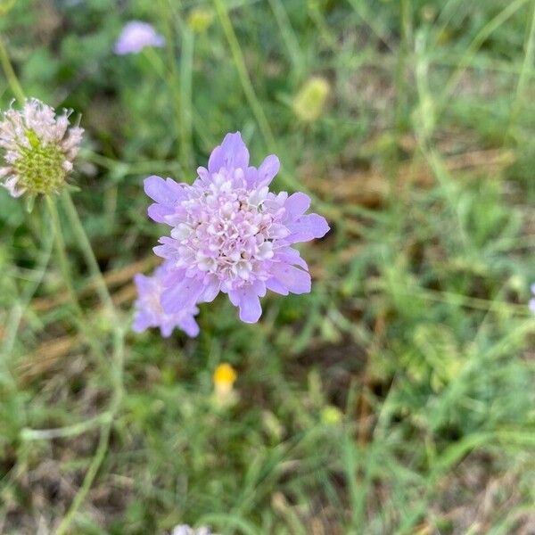 Scabiosa columbaria Цвят