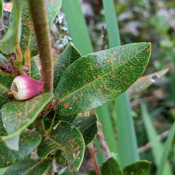 Agarista buxifolia 叶