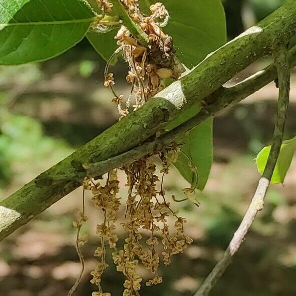 Quercus imbricaria Blüte
