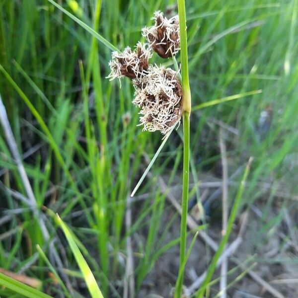 Bolboschoenus maritimus Bloem