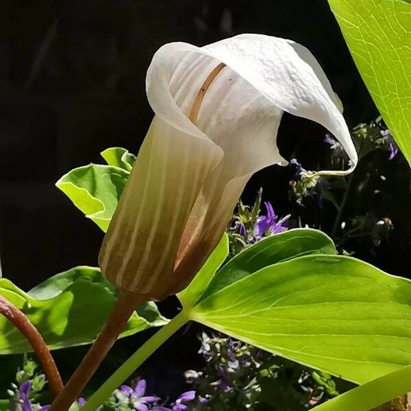 Arisaema candidissimum Flower