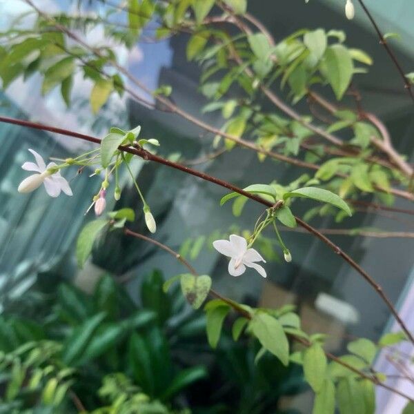 Wrightia religiosa Flower