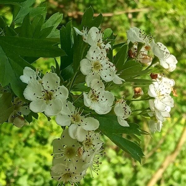 Crataegus azarolus Flor