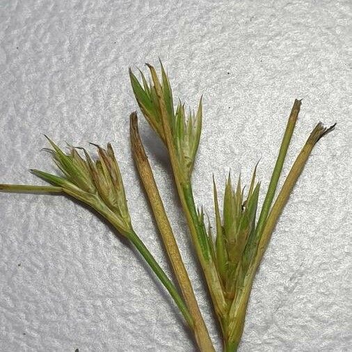 Juncus hybridus 花