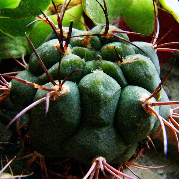 Gymnocalycium pflanzii 叶