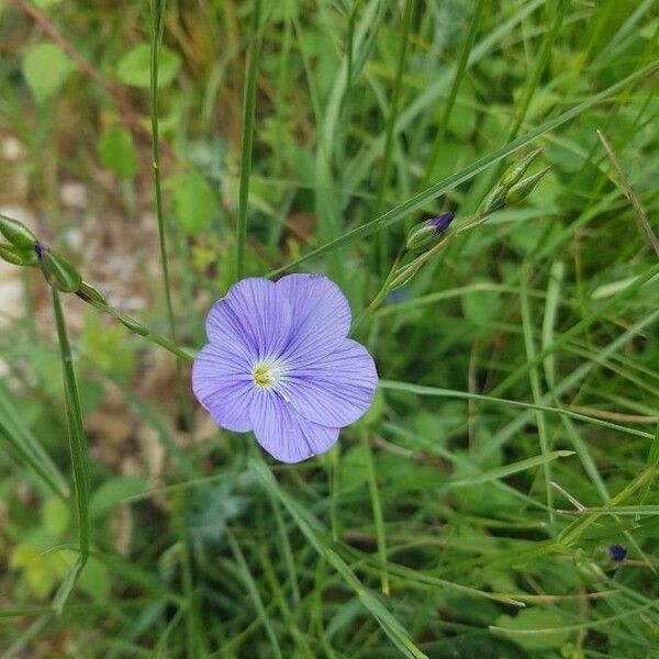 Linum usitatissimum Blüte