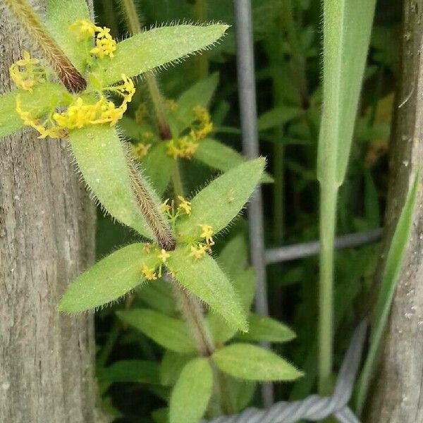 Cruciata laevipes Blad