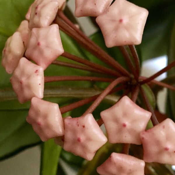 Hoya carnosa Flor