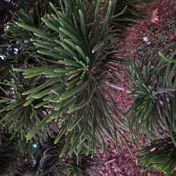 Araucaria heterophylla Blad