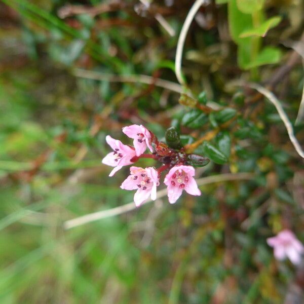 Kalmia procumbens Flower