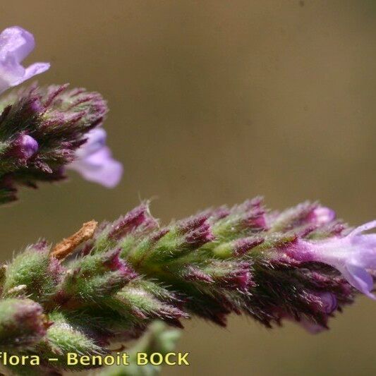 Verbena supina Flor