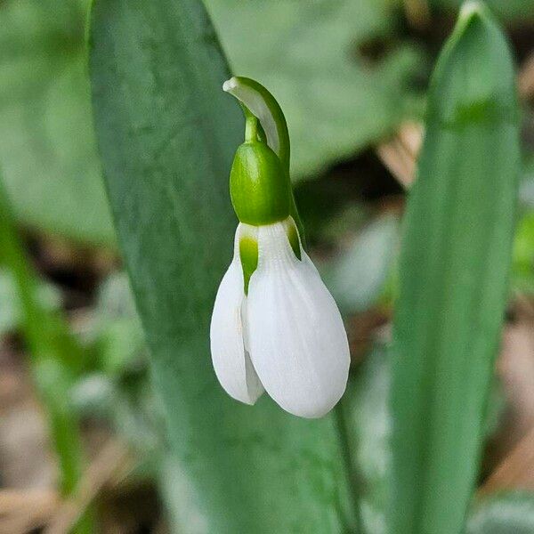 Galanthus elwesii Flower