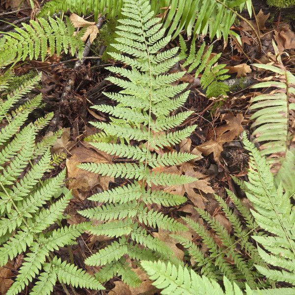 Polystichum dudleyi (Dudley's swordfern)