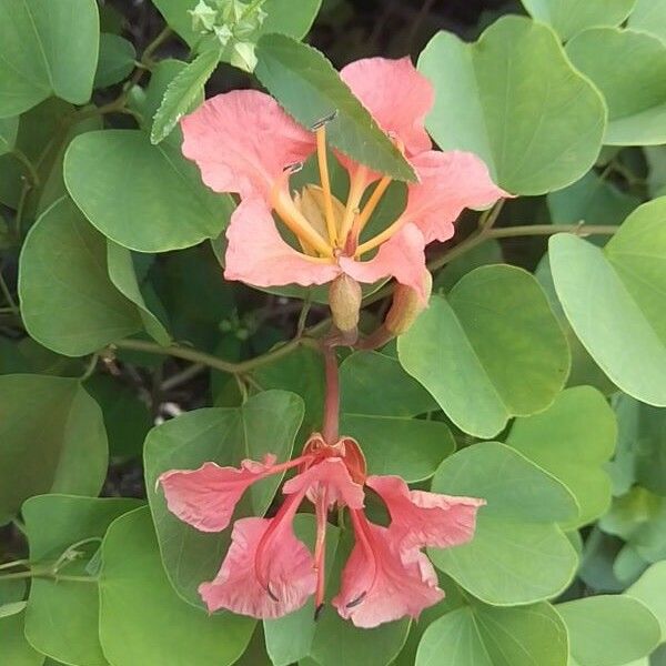 Bauhinia galpinii Floro