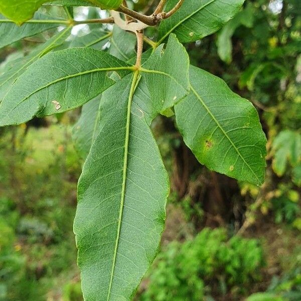 Searsia natalensis List