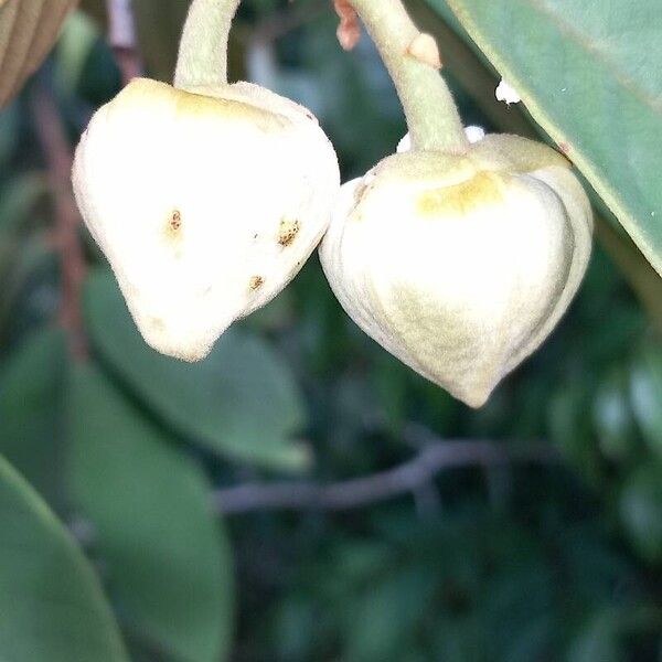 Annona paludosa Fruit