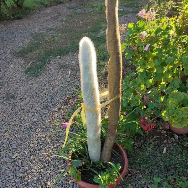 Cleistocactus strausii Blatt