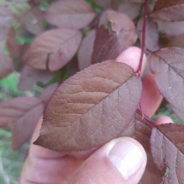 Prunus cerasifera Folha