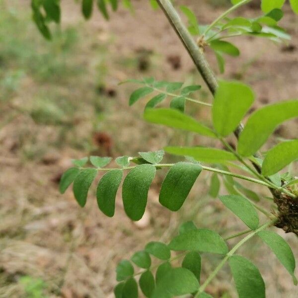 Caragana arborescens ഇല