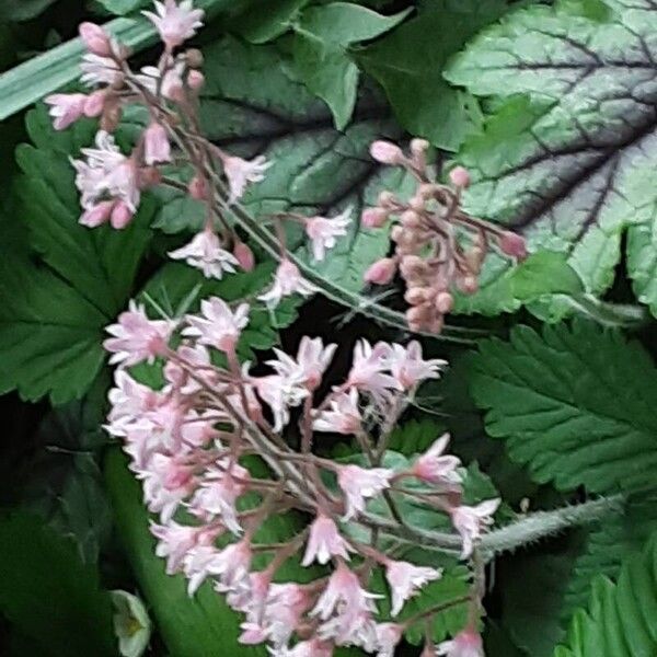 Heuchera sanguinea Květ