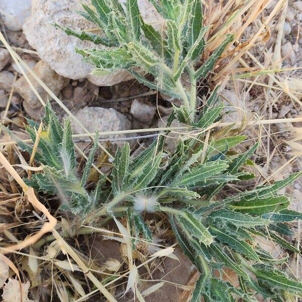 Centaurea benedicta ᱛᱟᱦᱮᱸ